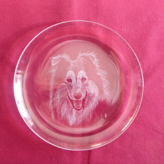 assiette tête collie