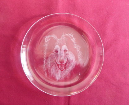 assiette tête collie