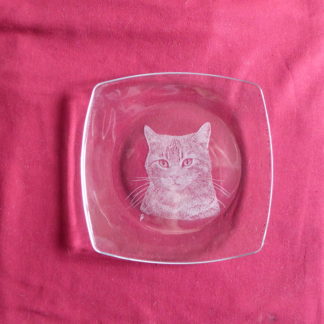 petite assiette carrée arrondie tête chat à poils courts