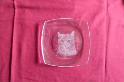 petite assiette carrée arrondie tête chat à poils courts