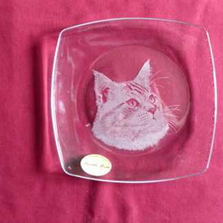 petite assiette carrée arrondie tête chat à poils longs