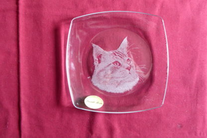 petite assiette carrée arrondie tête chat à poils longs